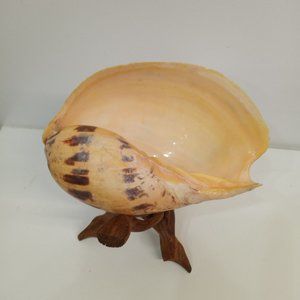 Beautiful Seashell With Wooden Stand. Ocean Sea Beach House Decor